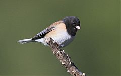 Dark-eyed Junco